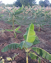Banana trees are growing!